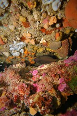 Meuschenia flavolineata