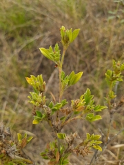 Stylosanthes