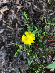 Hibbertia monticola