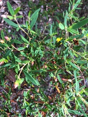 Hibbertia monticola
