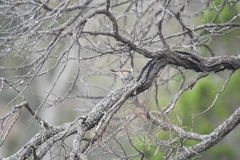 Acanthiza uropygialis