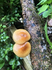 Heimiomyces