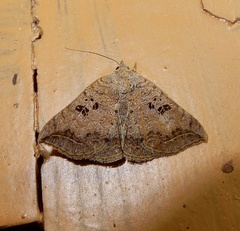 Blasticorhinus rivulosa