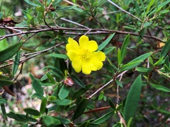 Hibbertia monticola