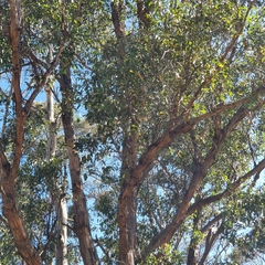 Eucalyptus obliqua