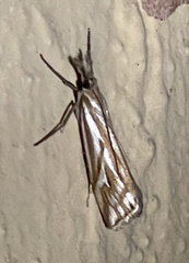 Hednota pleniferellus