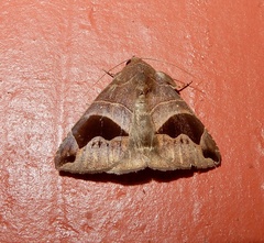 Bastilla joviana