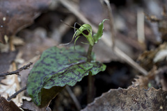 Corybas oblongus
