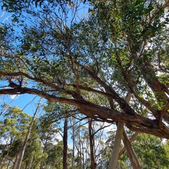 Eucalyptus obliqua