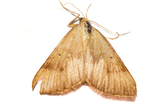 Anachloris subochraria