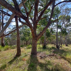 Eucalyptus obliqua