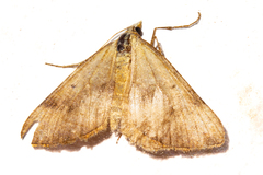 Anachloris subochraria