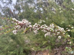 Kunzea