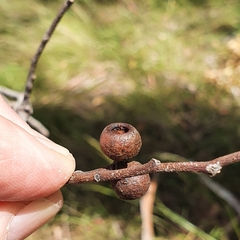 Eucalyptus obliqua