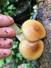 Heimiomyces