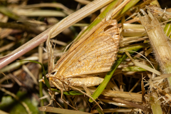 Anachloris subochraria