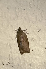 Epiphyas postvittana