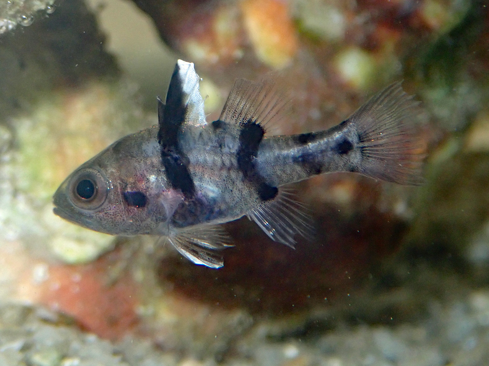 Cardinalfish (Pristicon trimaculatus) — Apogonidae