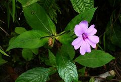 Impatiens platypetala