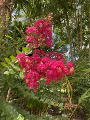 Lagerstroemia