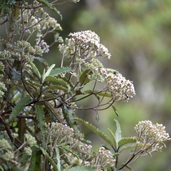 Olearia ilicifolia