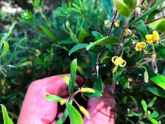Persoonia sericea