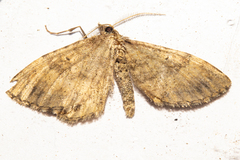 Asaphodes aegrota