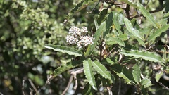 Olearia ilicifolia