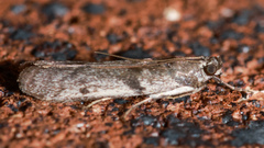 Cryptoblabes hemigypsa