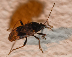 Neolethaeus tenebrosus