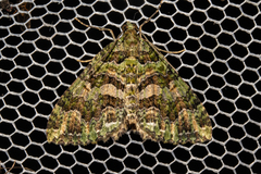 Austrocidaria similata