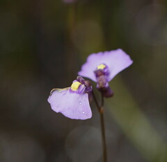 Utricularia barkeri