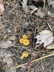 Gloioxanthomyces