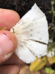 Pleurotus albidus