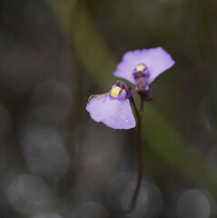 Utricularia barkeri