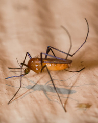 Coquillettidia xanthogaster