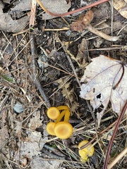 Gloioxanthomyces