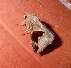 Bastilla joviana
