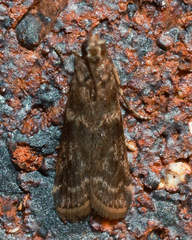 Ephestiopsis oenobarella