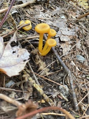 Gloioxanthomyces