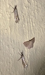 Hednota pleniferellus