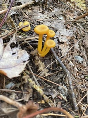 Gloioxanthomyces
