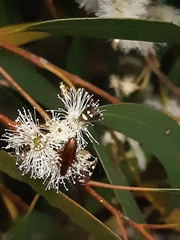 Alleculina