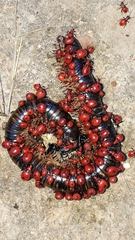 Ectrichodia crux