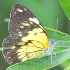 Belenois creona severina