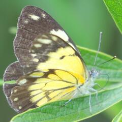 Belenois creona severina