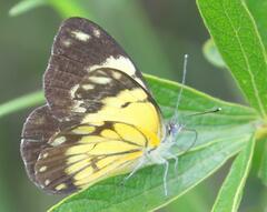 Belenois creona severina