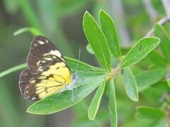 Belenois creona severina