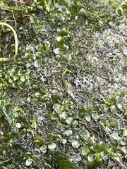 Plagiomnium rostratum