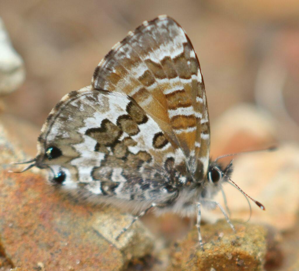 Uranothauma nubifer